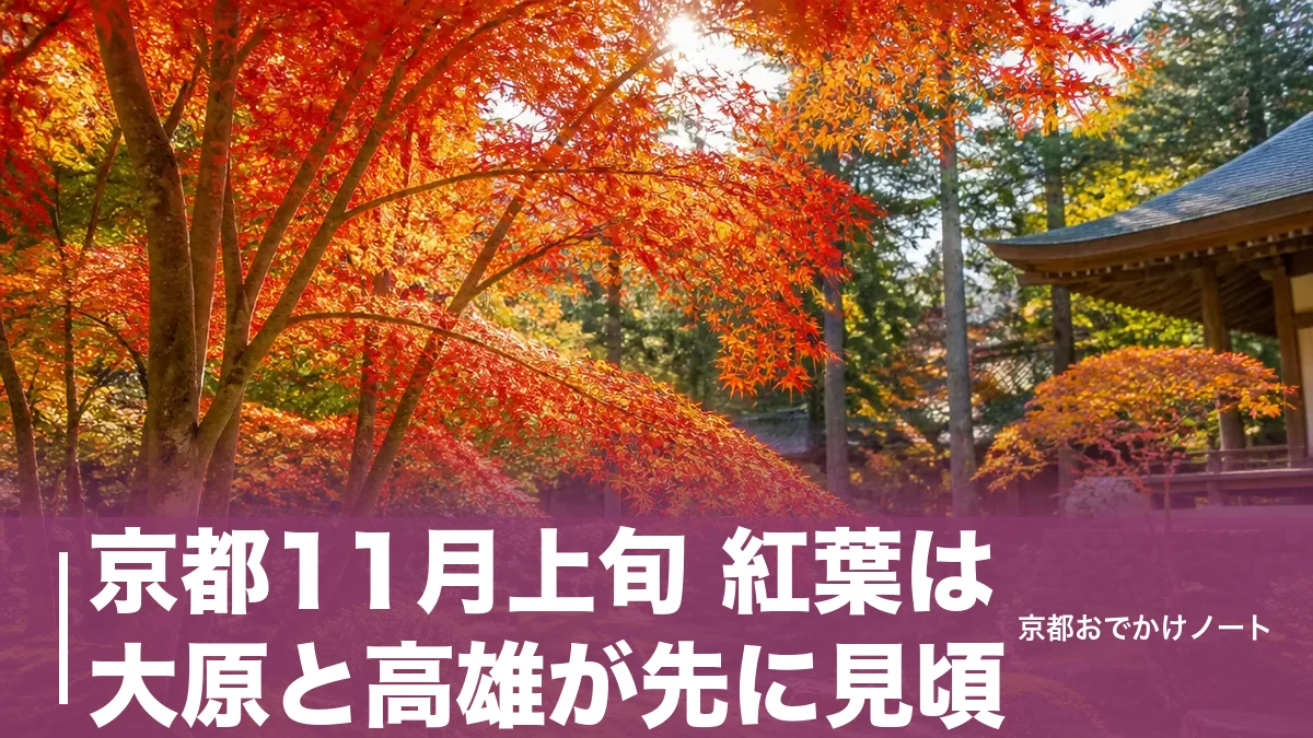 京都11月上旬 紅葉は大原と高雄が先に見頃|三千院8:45開門から組む回り方と注意点のアイキャッチ画像