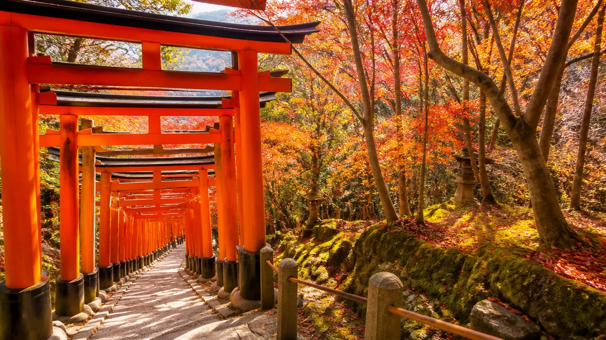 伏見稲荷紅葉の見頃はいつ？例年の時期と今季の確かめ方の解説画像