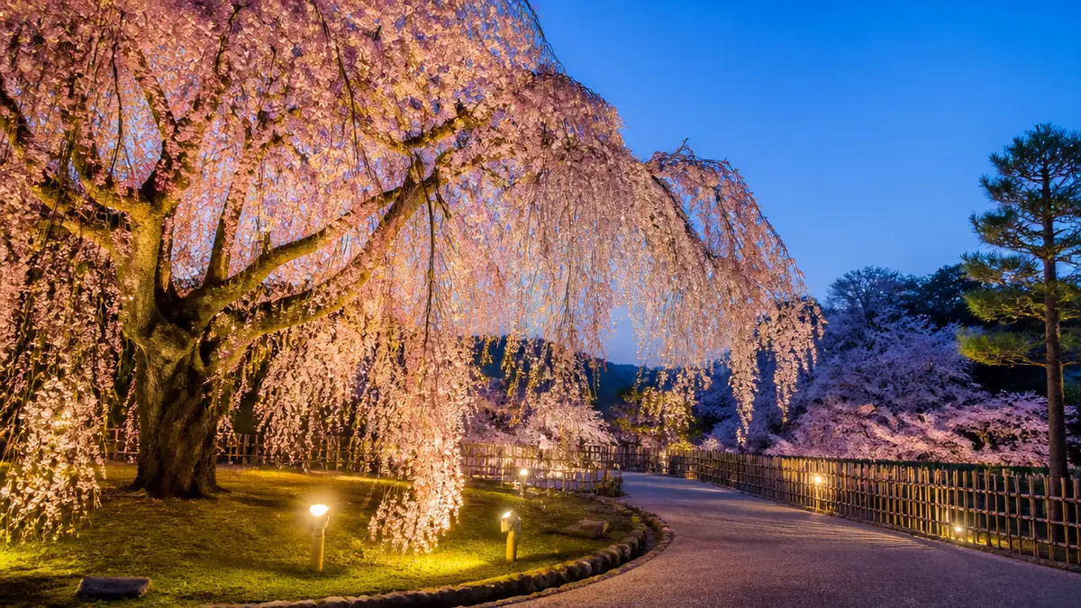 夜桜は円山公園で締める｜祇園しだれ桜のライトアップは何時に行く？の解説画像