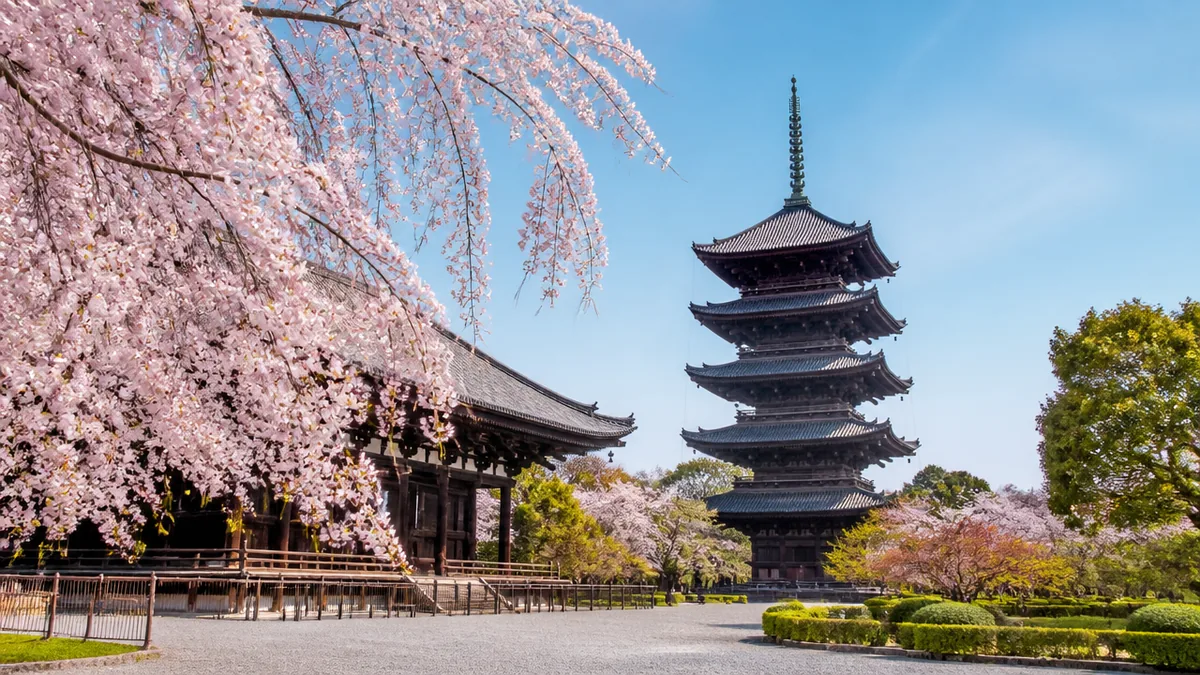 東寺の桜は昼800円と夜桜1,000円で別拝観|見頃3月下旬〜4月上旬と21日の駐車場の落とし穴のアイキャッチ画像