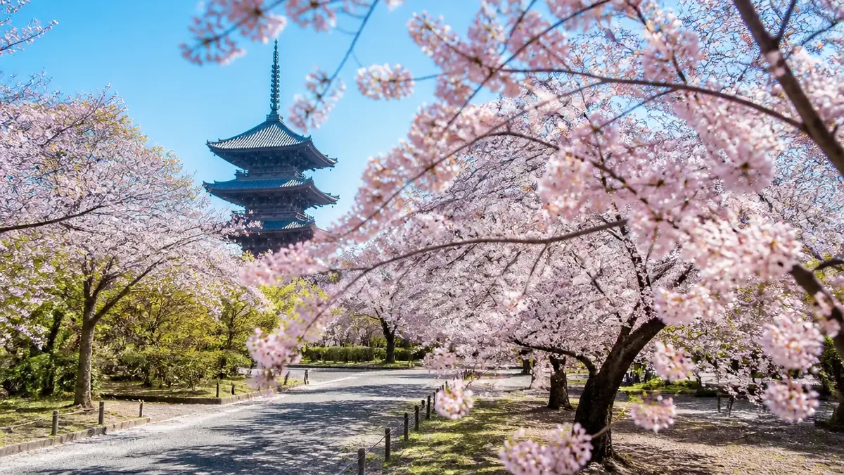 東寺の桜はいつが見頃?例年の時期と来季の開花情報の追い方の解説画像