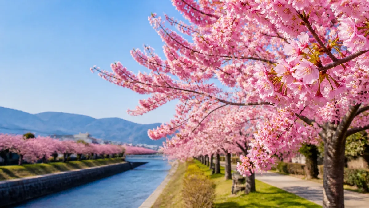 京都の早咲き桜はいつから?2月中旬〜3月下旬の順番を先に押さえるの解説画像